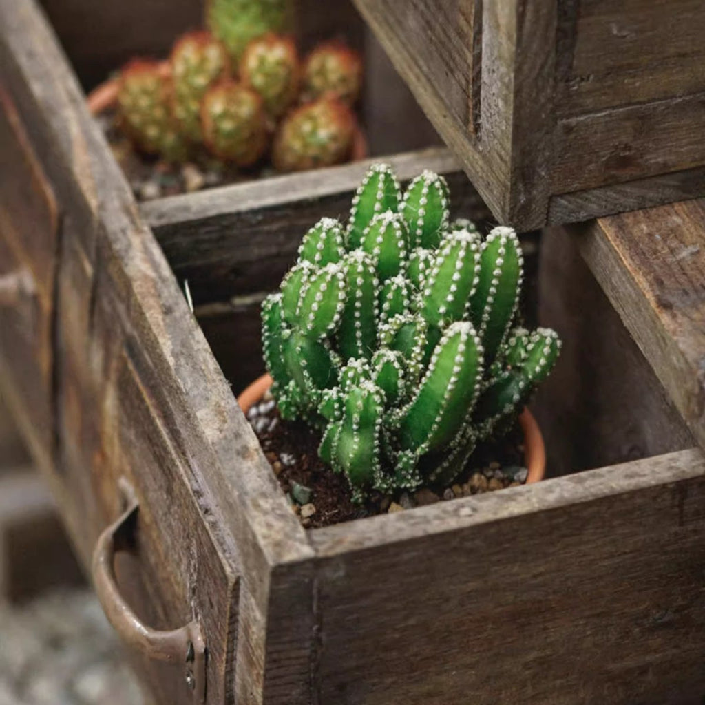 RusticReach farmhouse wooden box for succulents or flowers, featuring a rustic design and sturdy wood construction.