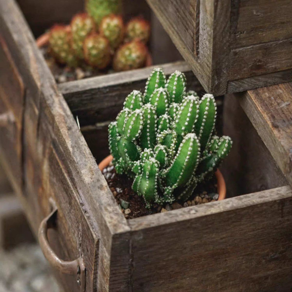 RusticReach farmhouse wooden box for succulents or flowers, featuring a rustic design and sturdy wood construction.