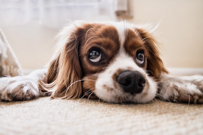 puppy, pet, canine, dog, animal, lying, eyes, fur, snout, doggy, mammal, dog portrait, animal world, cavalier king charles spaniel, spaniel, cute, nature, funny, cutie