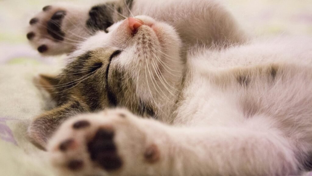 A close-up shot of a cute kitten sleeping peacefully on a soft surface.